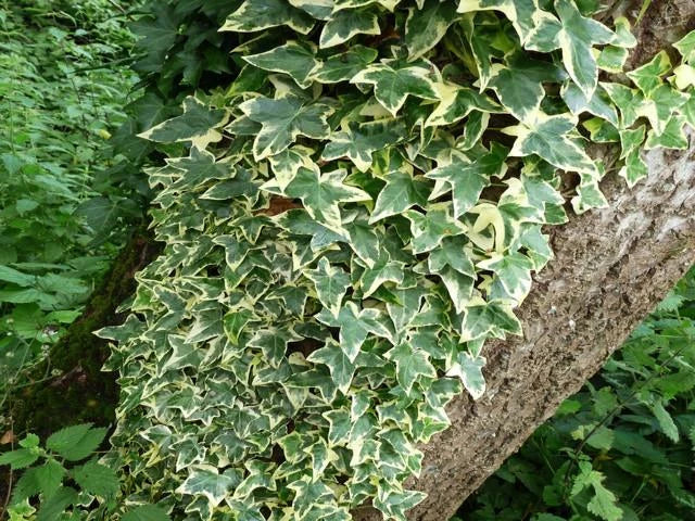 Iedera Variegata - Hedera helix variegata