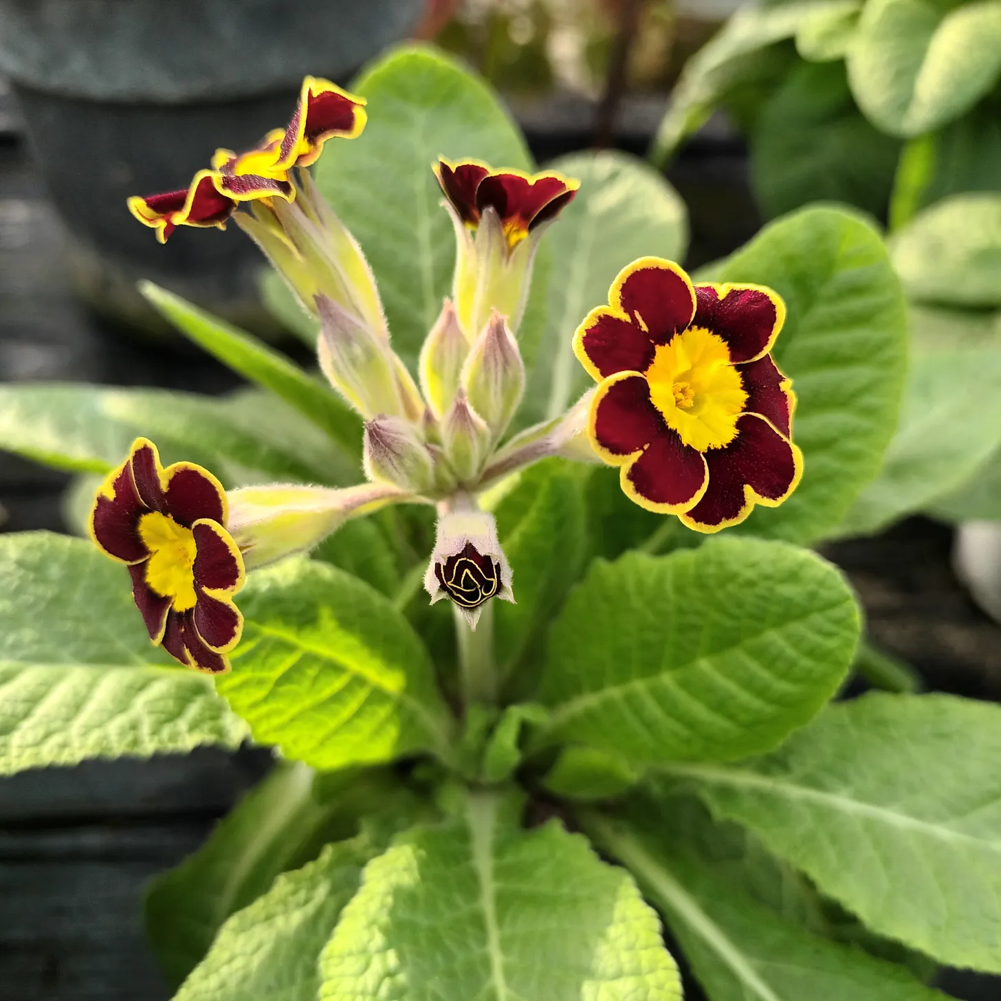Primule - Primula veris 'Little Queen Red'