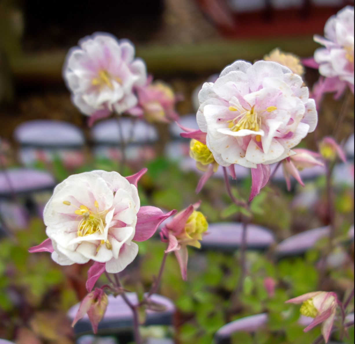Căldărușe - Aquilegia vulgaris Winky Double Rose & White