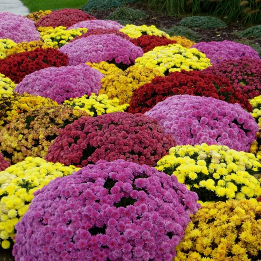 Crizantema în culorile toamnei- Chrysanthemum dendranthema x grandiflorum