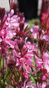 Floarea albinei - Gaura lindheimeri Geyser pink