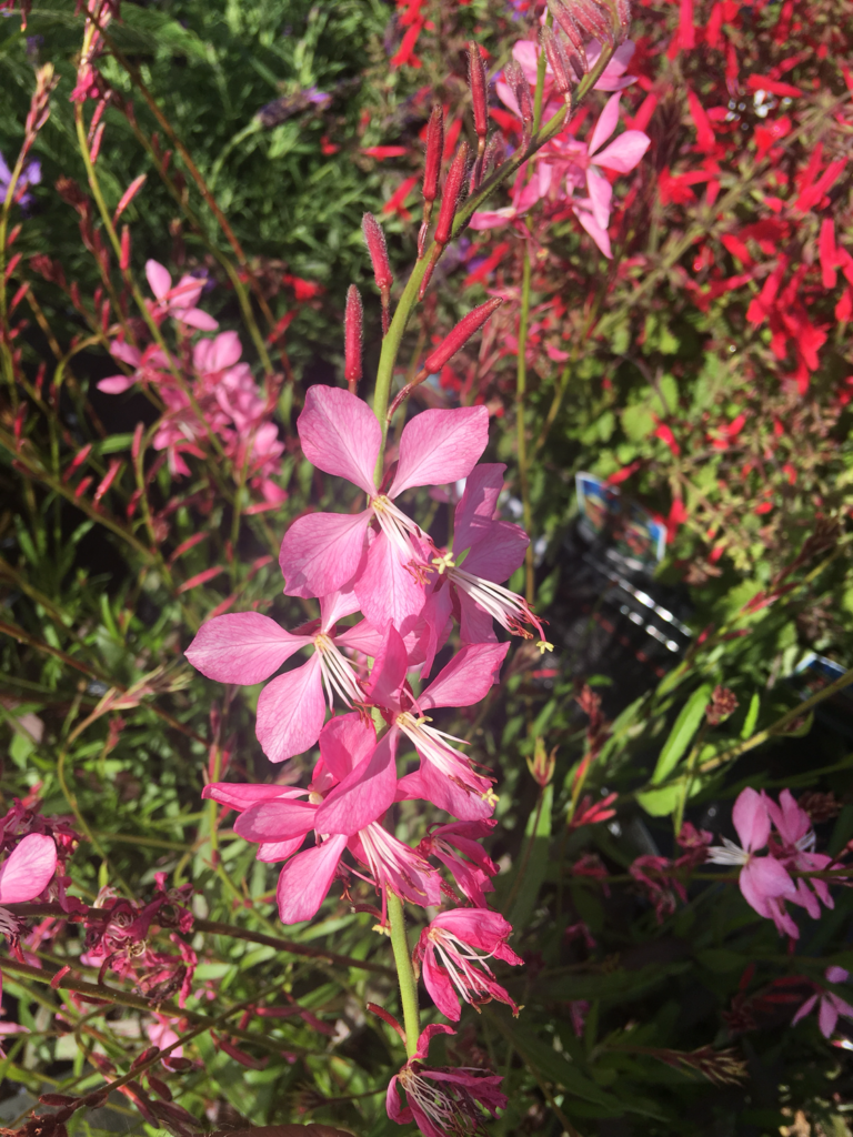 Floarea albinei - Gaura lindheimeri Geyser pink