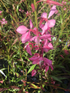 Floarea albinei - Gaura lindheimeri Geyser pink