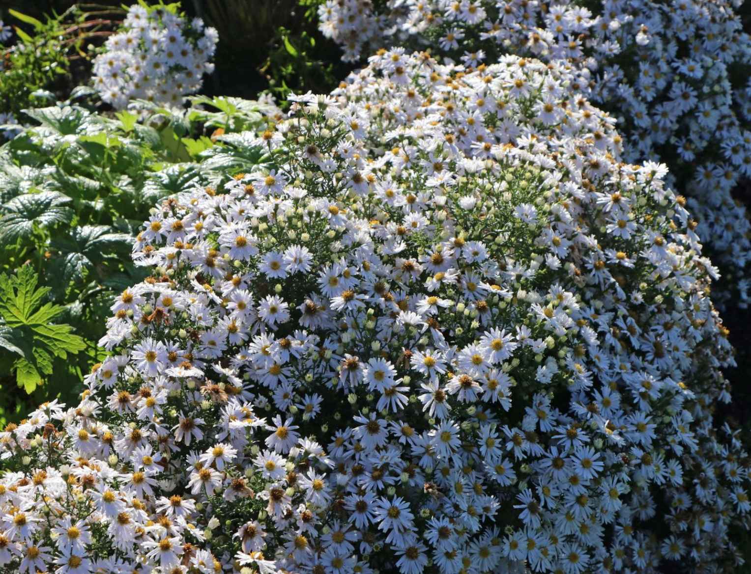 Aster pitic - Aster dumosus Alpha White