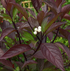 Corn sângeriu - Cornus alba ‘Kesselringii’