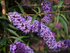 Liliac de vară Nanho Blue - Buddleja davidii 'Nanho Blue'