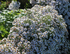 Aster pitic - Aster dumosus Alpha White