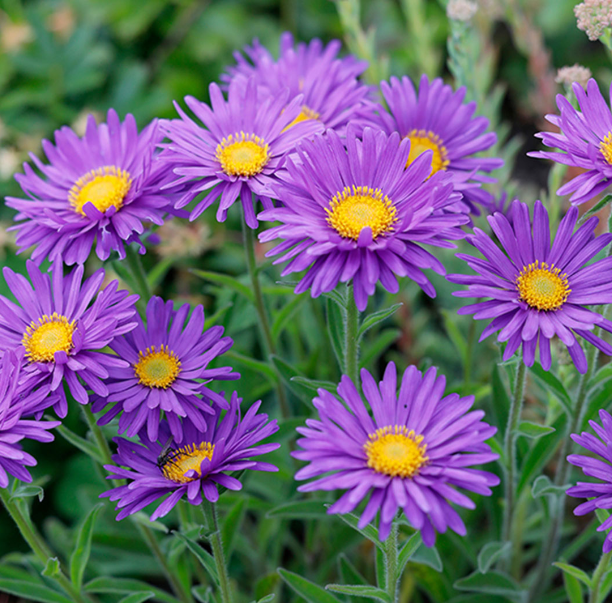 Aster Alpin - Aster alpinus Violet