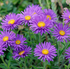 Aster Alpin - Aster alpinus Violet