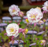 Căldărușe - Aquilegia vulgaris Winky Double Rose & White