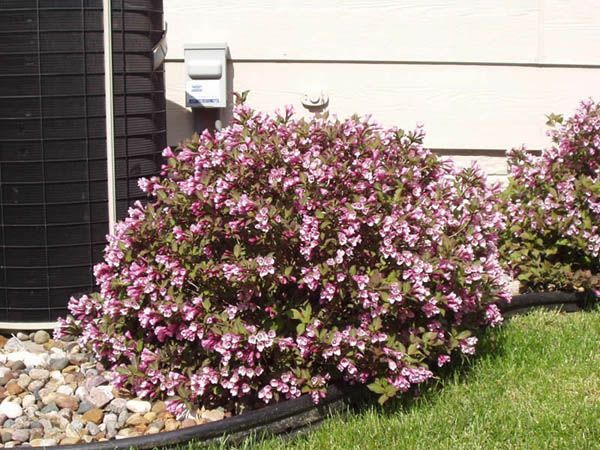 Weigela - Weigela florida 'Pink Poppet'