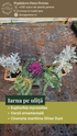 Iarna pe uliță - pachet de flori pt jardiniere