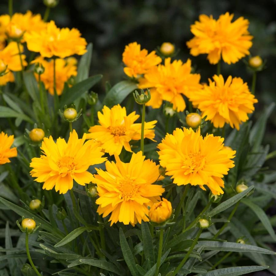 Ochiul fetei - Coreopsis grandiflora Double The Sun