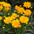 Ochiul fetei - Coreopsis grandiflora Double The Sun