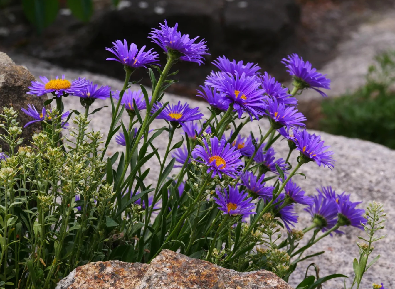 Aster Alpin - Aster alpinus Violet