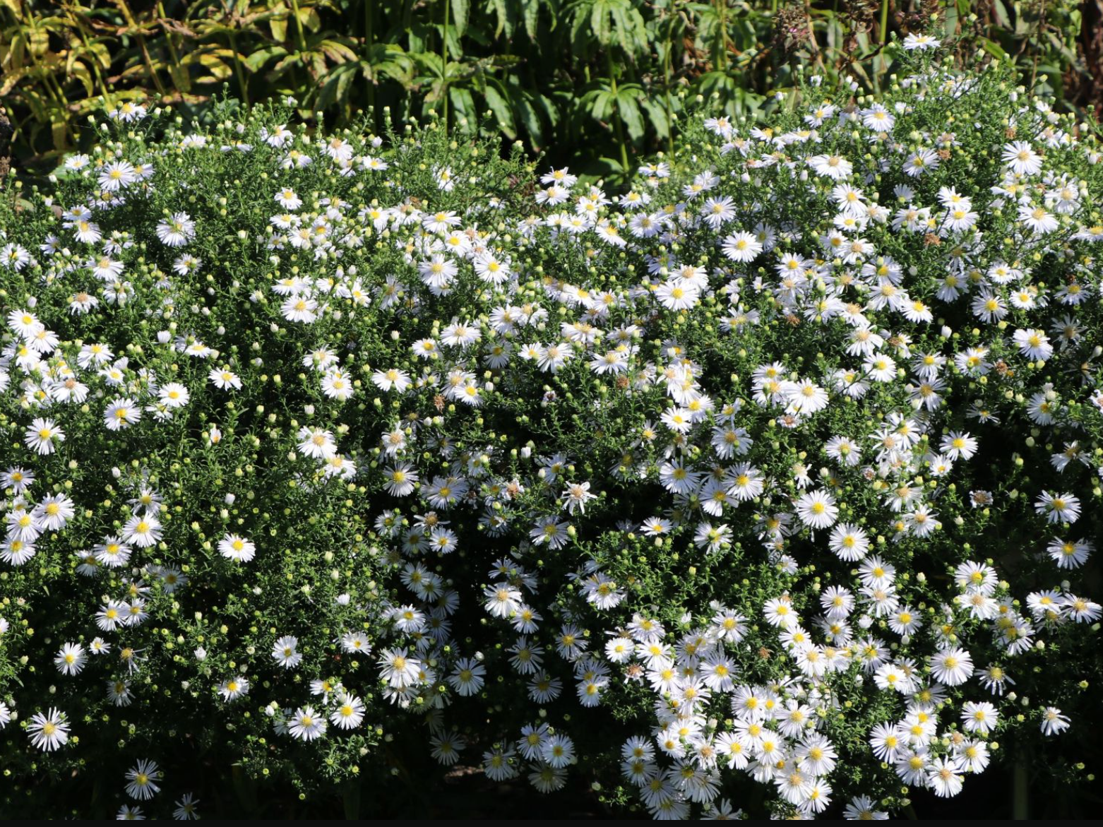 Aster pitic - Aster dumosus Alpha White