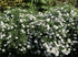 Aster pitic - Aster dumosus Alpha White