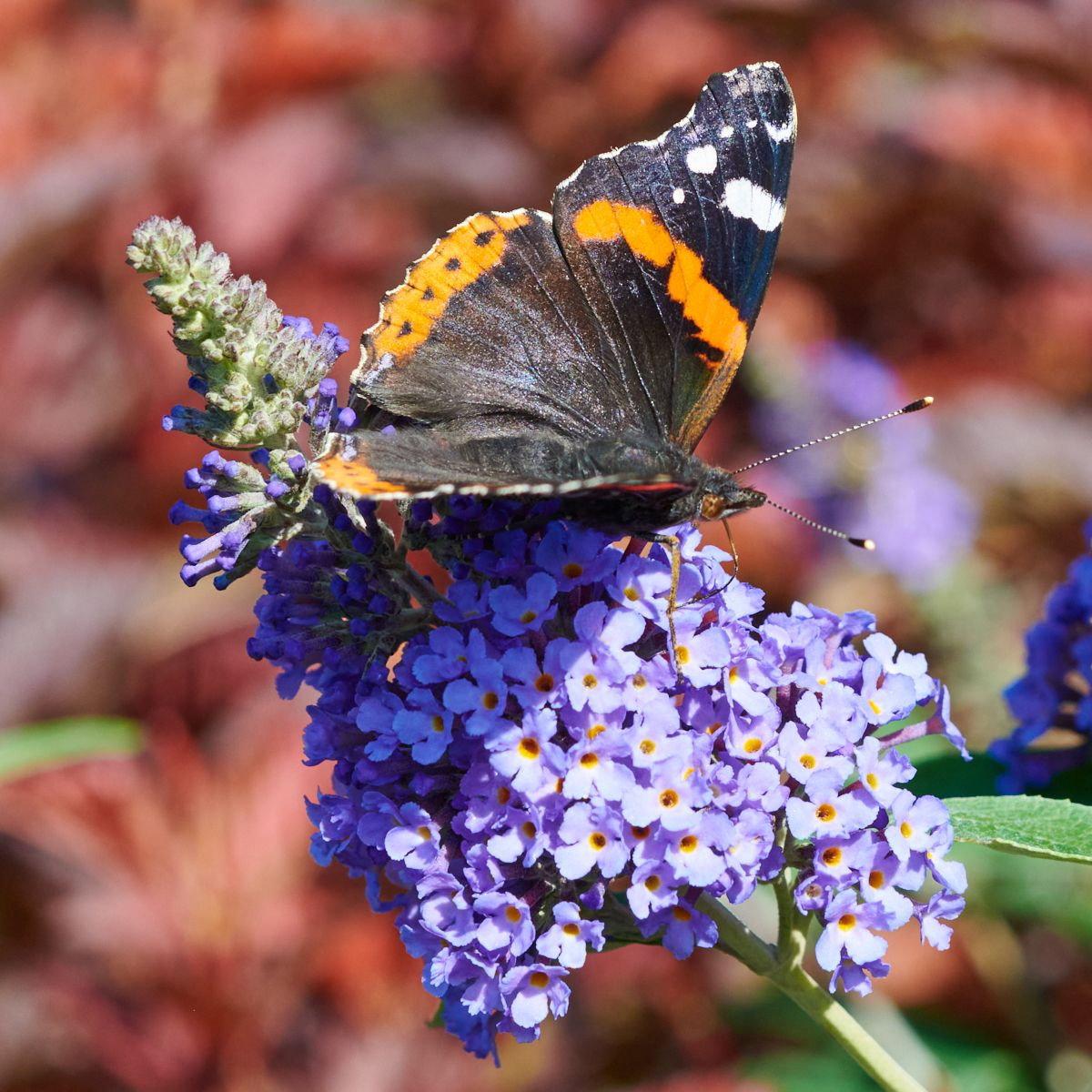 Liliac de vară compact - Buddleja davidii Chrysalis™ ‘Blue’