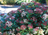 Bulgăre de Zăpadă - Viburnum Tinus 'Gwenllian'