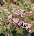 Abelia 'Edward Goucher'