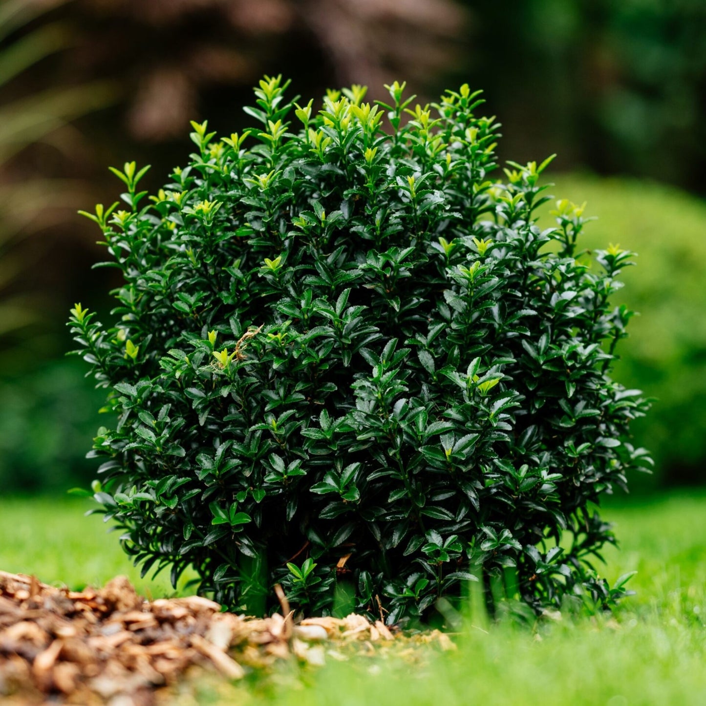 Salbă cu frunze mici - Euonymus microphyllus