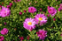 Aster- Aster dumosus ‘Kassel’