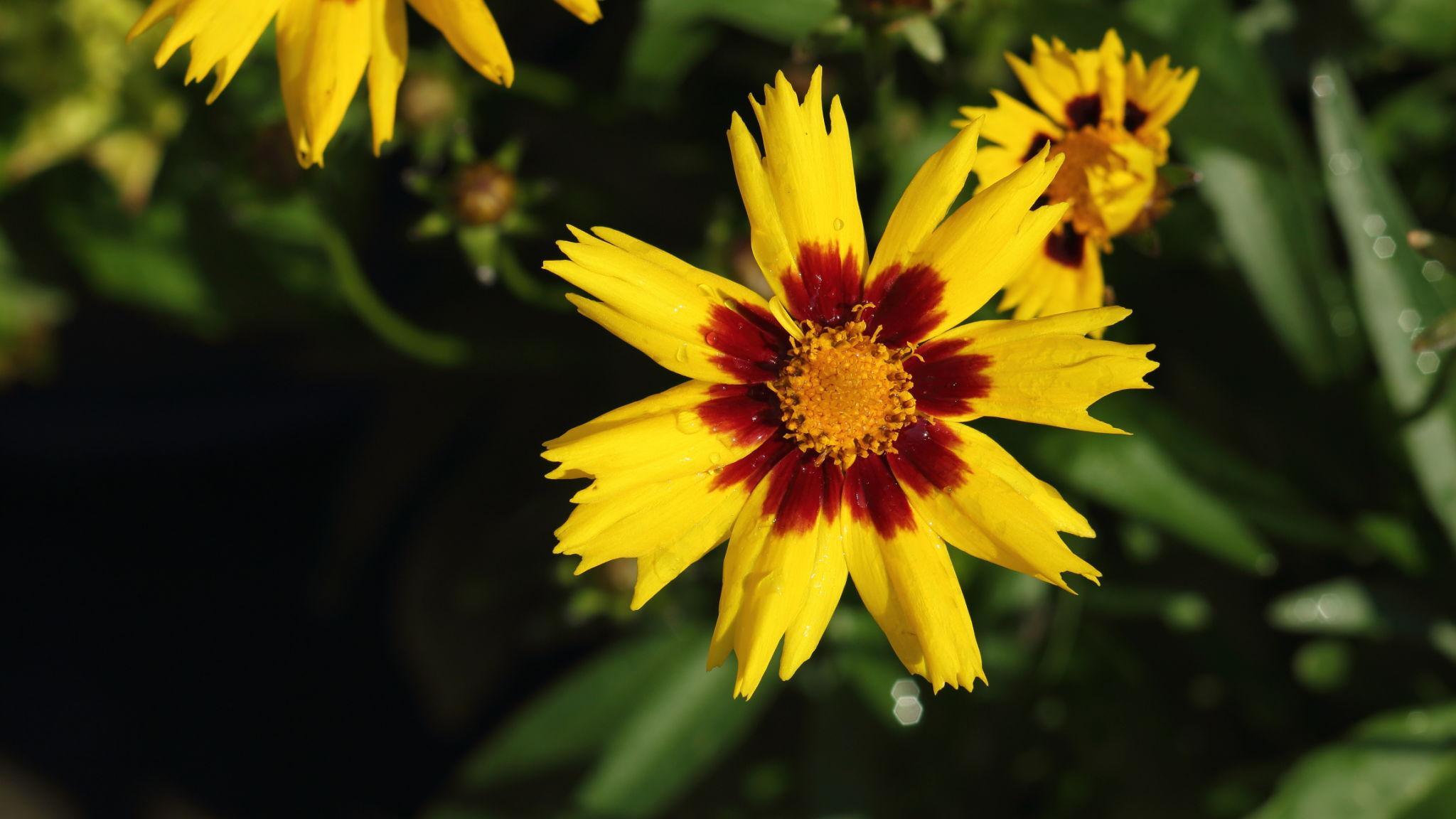 Ochiul fetei - Coreopsis grandiflora Sun Kiss Yellow Red