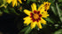 Ochiul fetei - Coreopsis grandiflora Sun Kiss Yellow Red