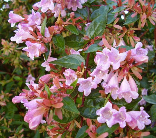 Abelia - Abelia 'Edward Goucher'