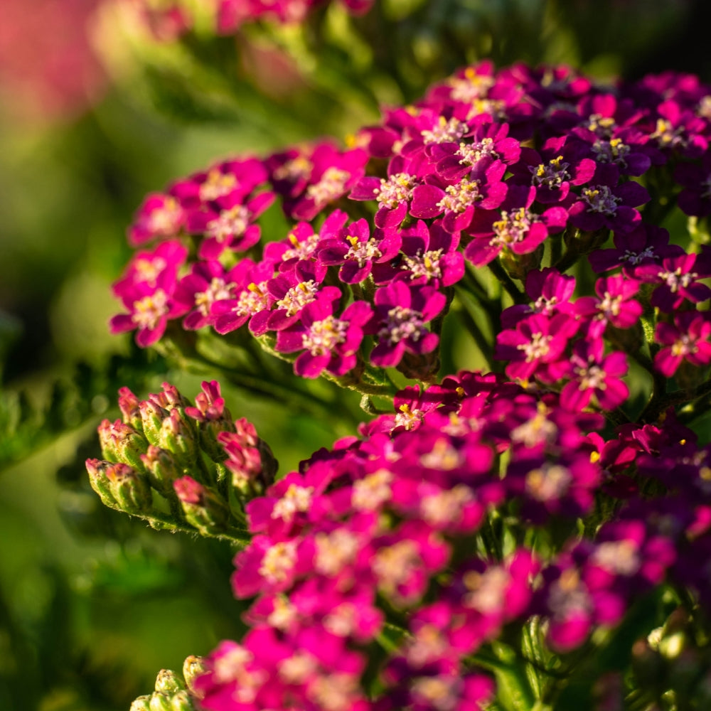 Coada șoricelului - Achillea millefolium ‘Milly Rock Rose’