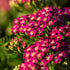 Achillea Millefolium Milly Rock Rose - Coada șoricelului