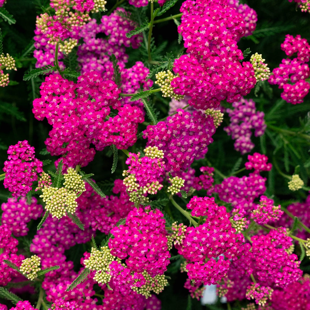 Coada șoricelului - Achillea millefolium ‘Milly Rock Rose’