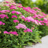 Achillea Millefolium Milly Rock Rose - Coada șoricelului