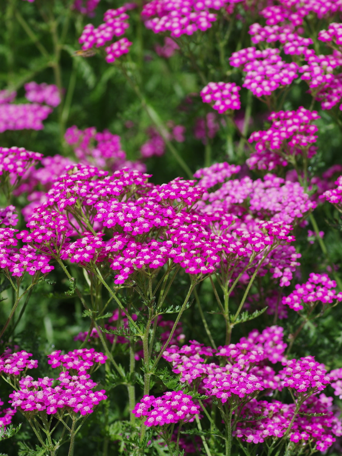 Coada Șoricelului Roz - Achillea Millefolium 'Cerise Queen'