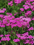 Coada Șoricelului Roz - Achillea Millefolium 'Cerise Queen'