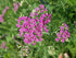 Coada Șoricelului Roz - Achillea Millefolium 'Cerise Queen'