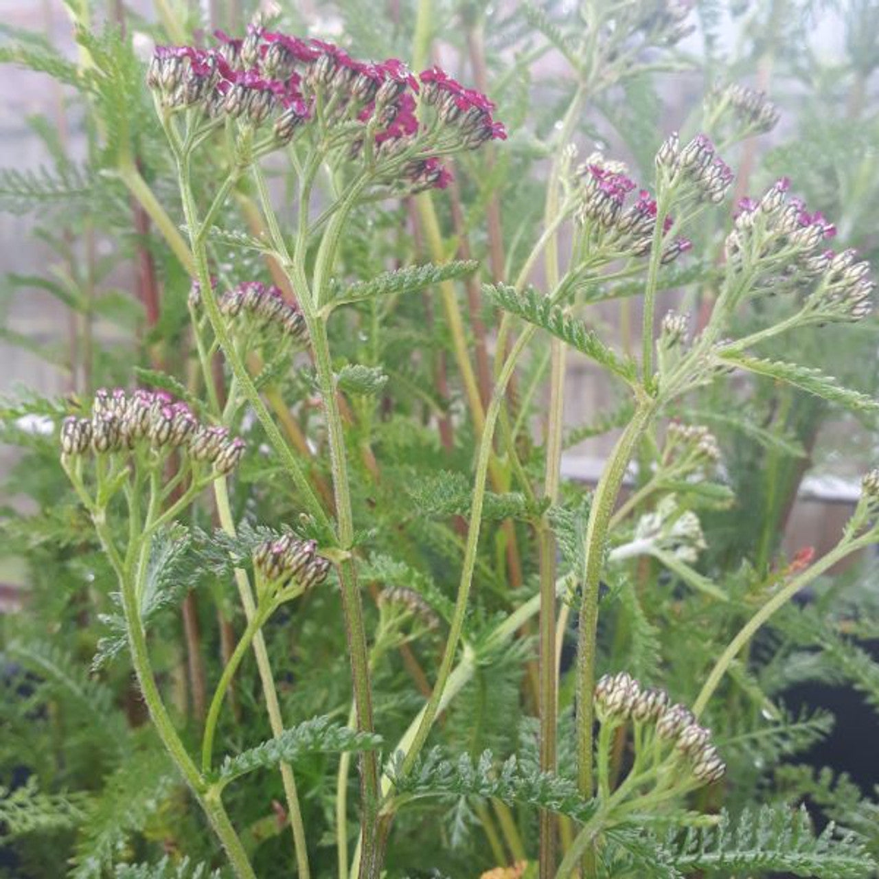 Coada Șoricelului Roz - Achillea Millefolium 'Cerise Queen'