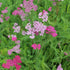 Coada Șoricelului Roz - Achillea Millefolium 'Cerise Queen'