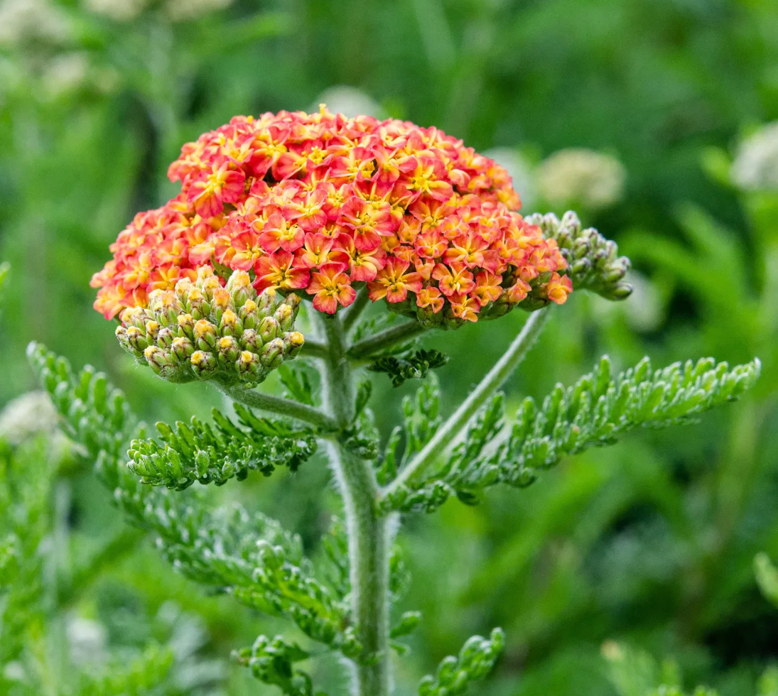 Coada Șoricelului Portocalie - Achillea Millefolium 'Skysail Yellow'