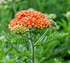 Coada Șoricelului Portocalie - Achillea Millefolium 'Skysail Yellow'