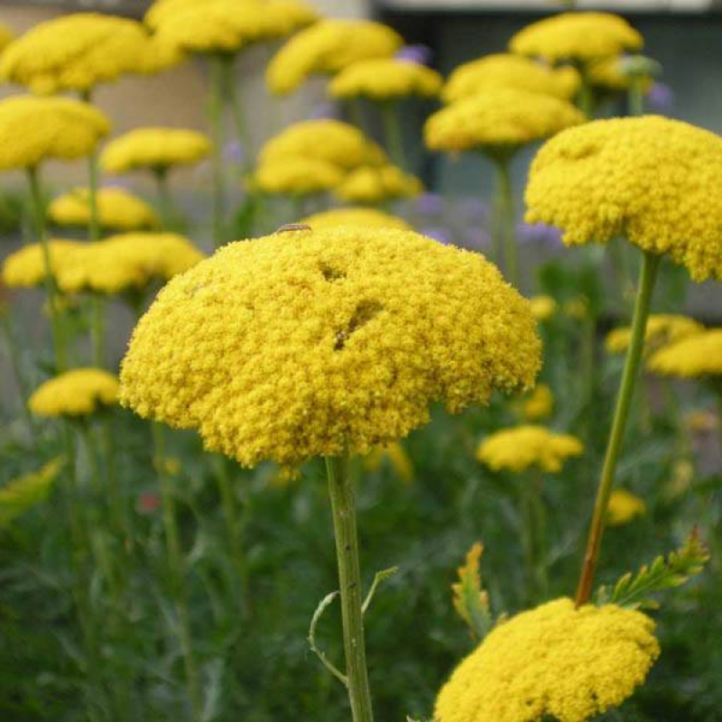 Coada Șoricelului Galbenă - Achillea Filipendulina Cloth of Gold