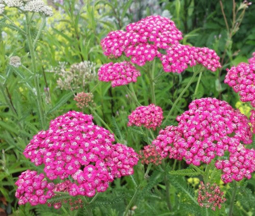 Coada șoricelului roz - Achillea millefolium Cerise Queen