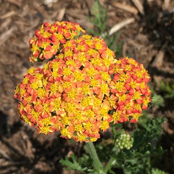 Coada șoricelului portocaliu - Achillea millefolium Skysail Yellow