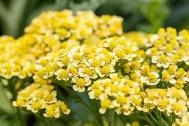Coada Șoricelului Galbenă-Achillea millefolium'Milly Rock™ Yellow