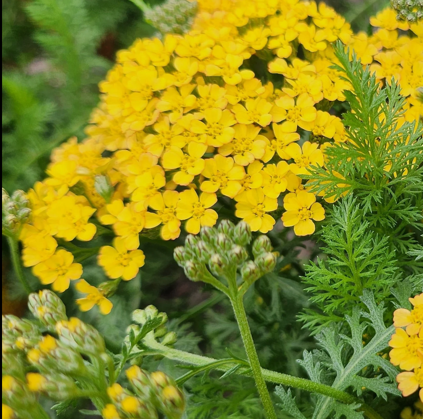 Coada Șoricelului Galbenă-Achillea millefolium'Milly Rock™ Yellow