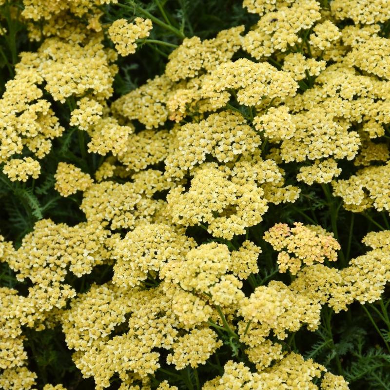 Coada Șoricelului Galbenă-Achillea millefolium'Milly Rock™ Yellow