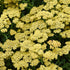 Coada Șoricelului Galbenă-Achillea millefolium'Milly Rock™ Yellow