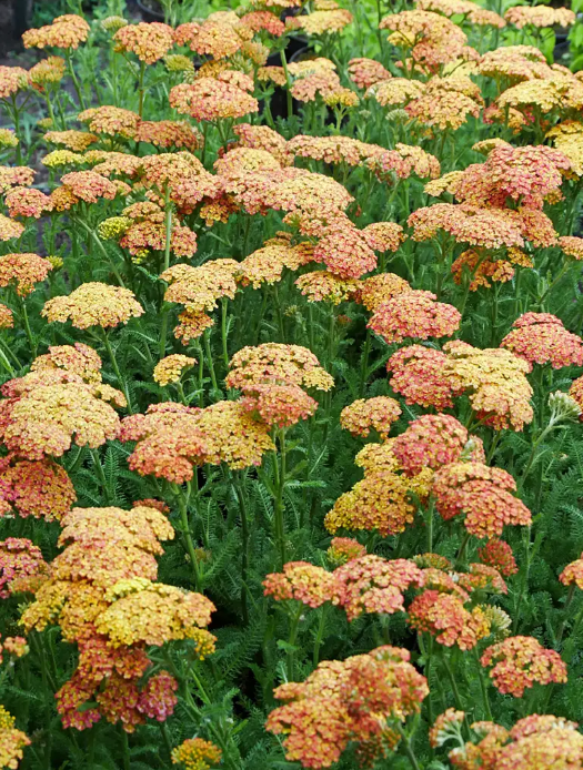 Coada șoricelului - Achillea millefolium ‘Milly Rock Yellow Terracotta’