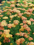 Coada șoricelului - Achillea millefolium ‘Milly Rock Yellow Terracotta’