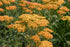 Coada șoricelului - Achillea millefolium ‘Milly Rock Yellow Terracotta’